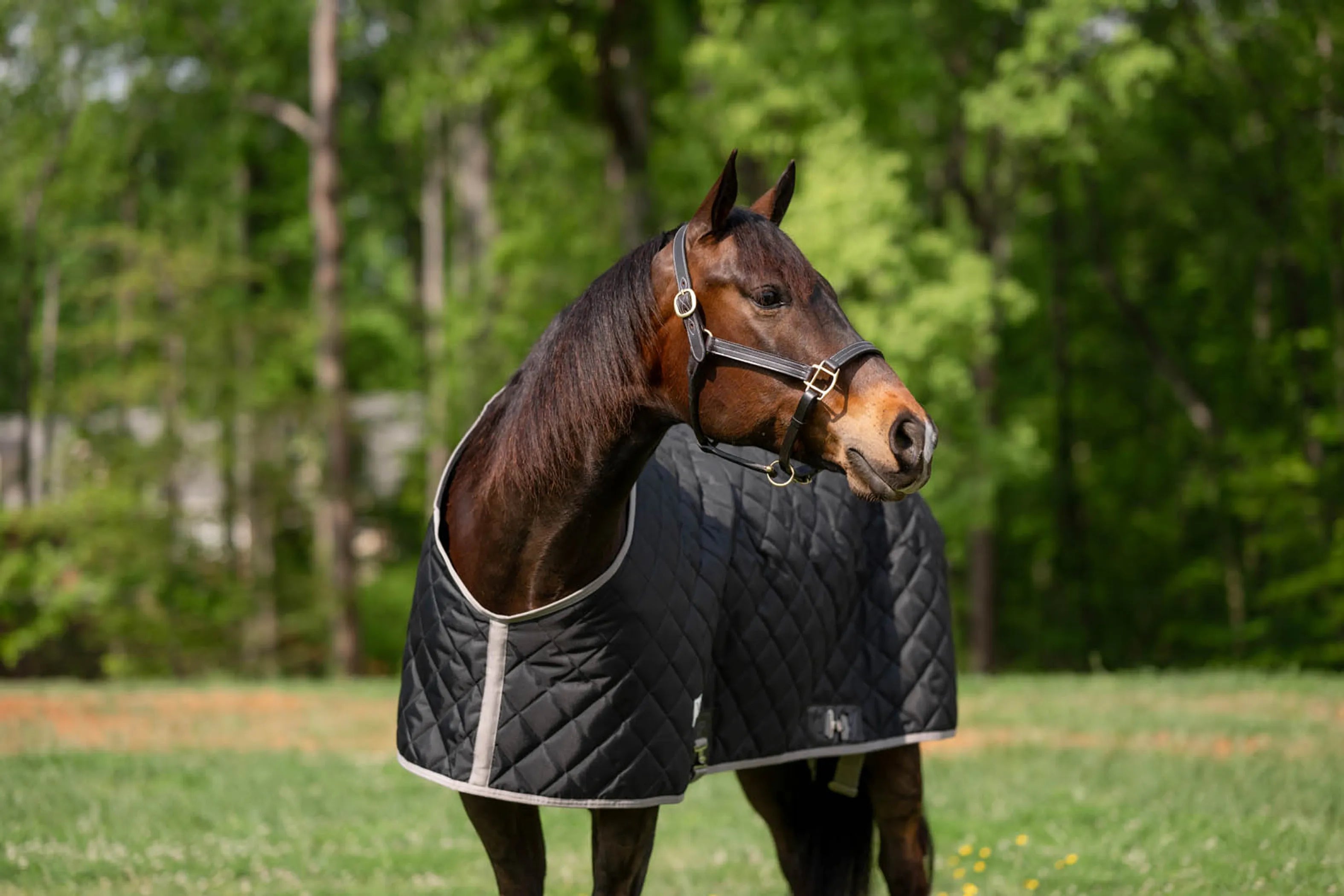 TuffRider Shelter Closed Front Medium Weight Stable Blanket-Black/Grey-68