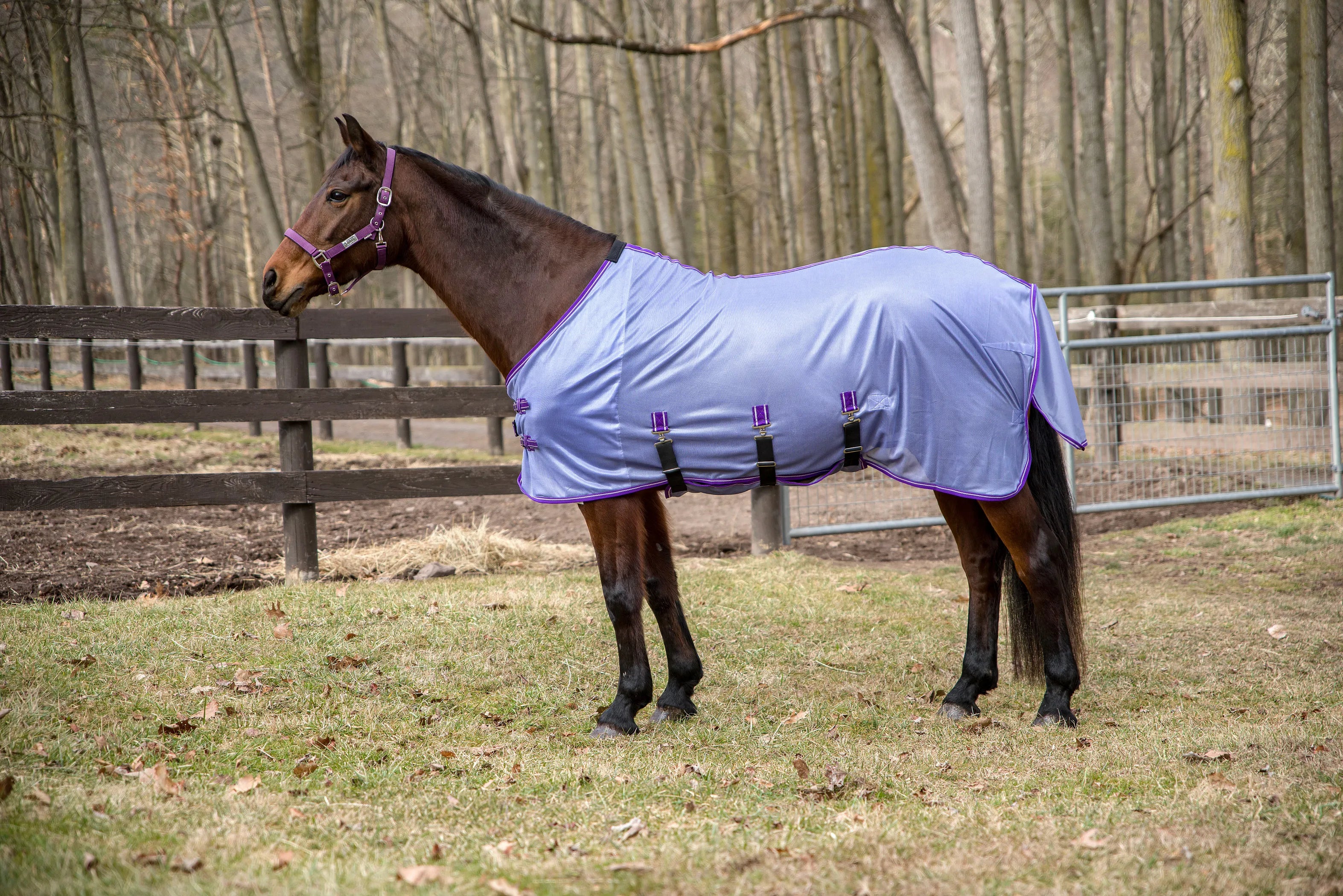 TuffRider Comfy Plus Standard Neck Fly Sheet- Purple with Deep Purple Trim- 69