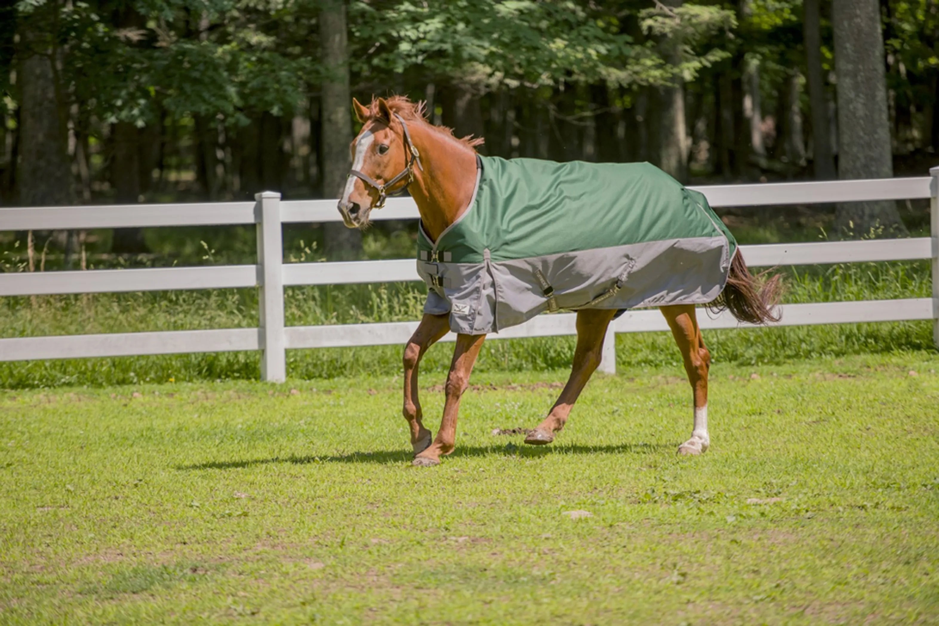 TuffRider Bonum 1200D Medium Weight Standard Neck Two Tone Turnout Blanket With 200gms of fill