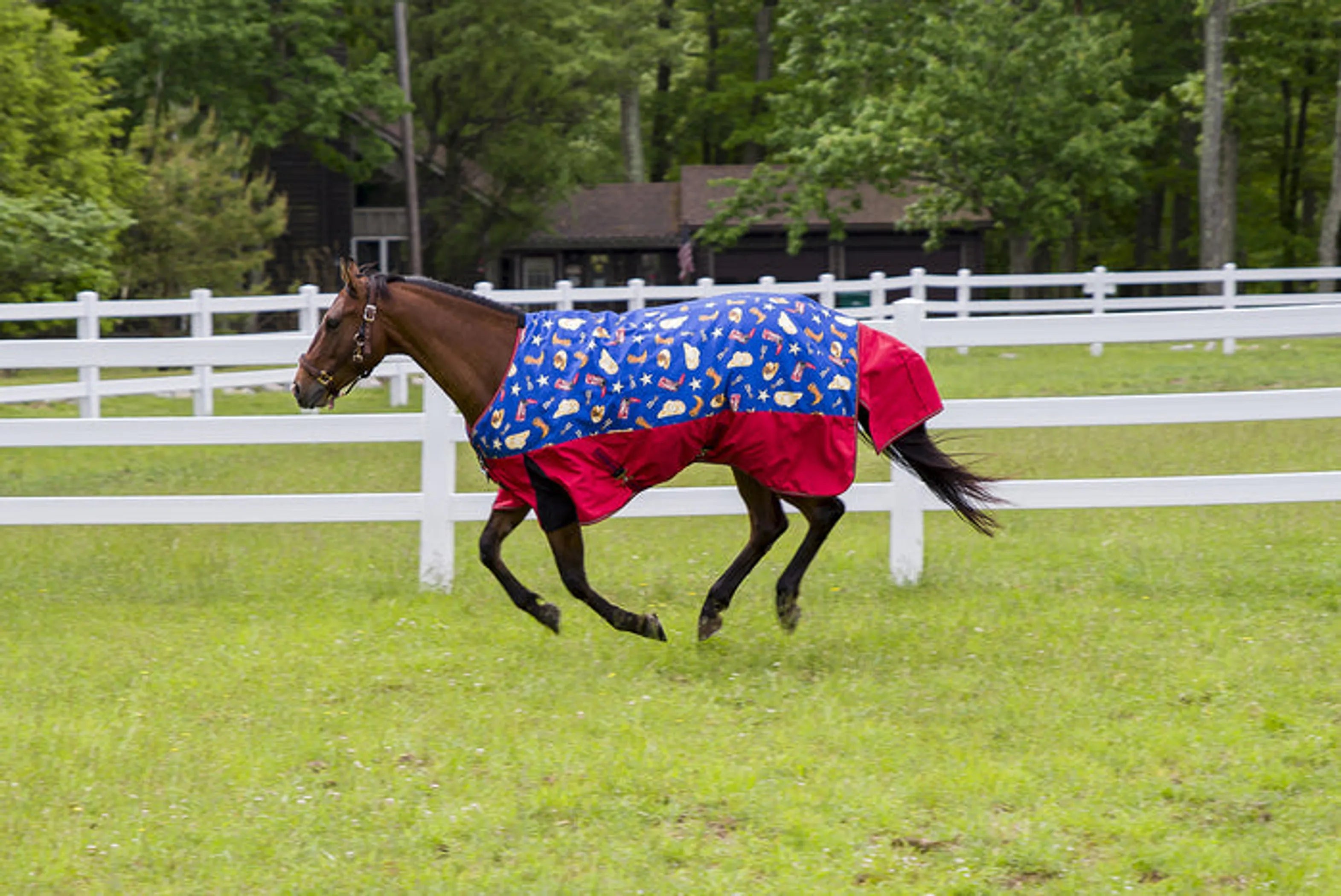 Tuffrider 1200D Ripstop Medium Weight Western Print Two Tone Turnout Blanket- 220gms