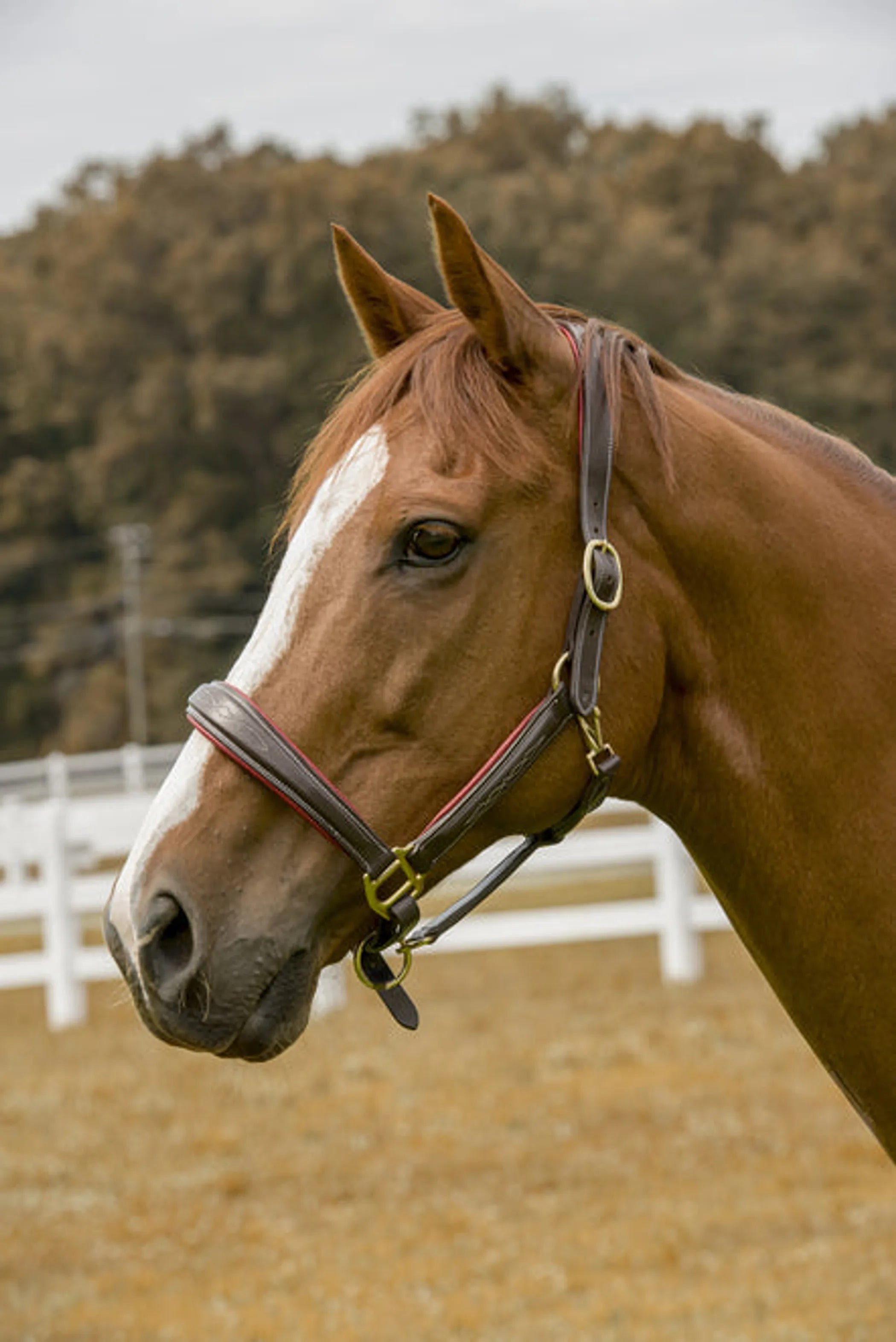 Henri de Rivel Cahill Padded Halter