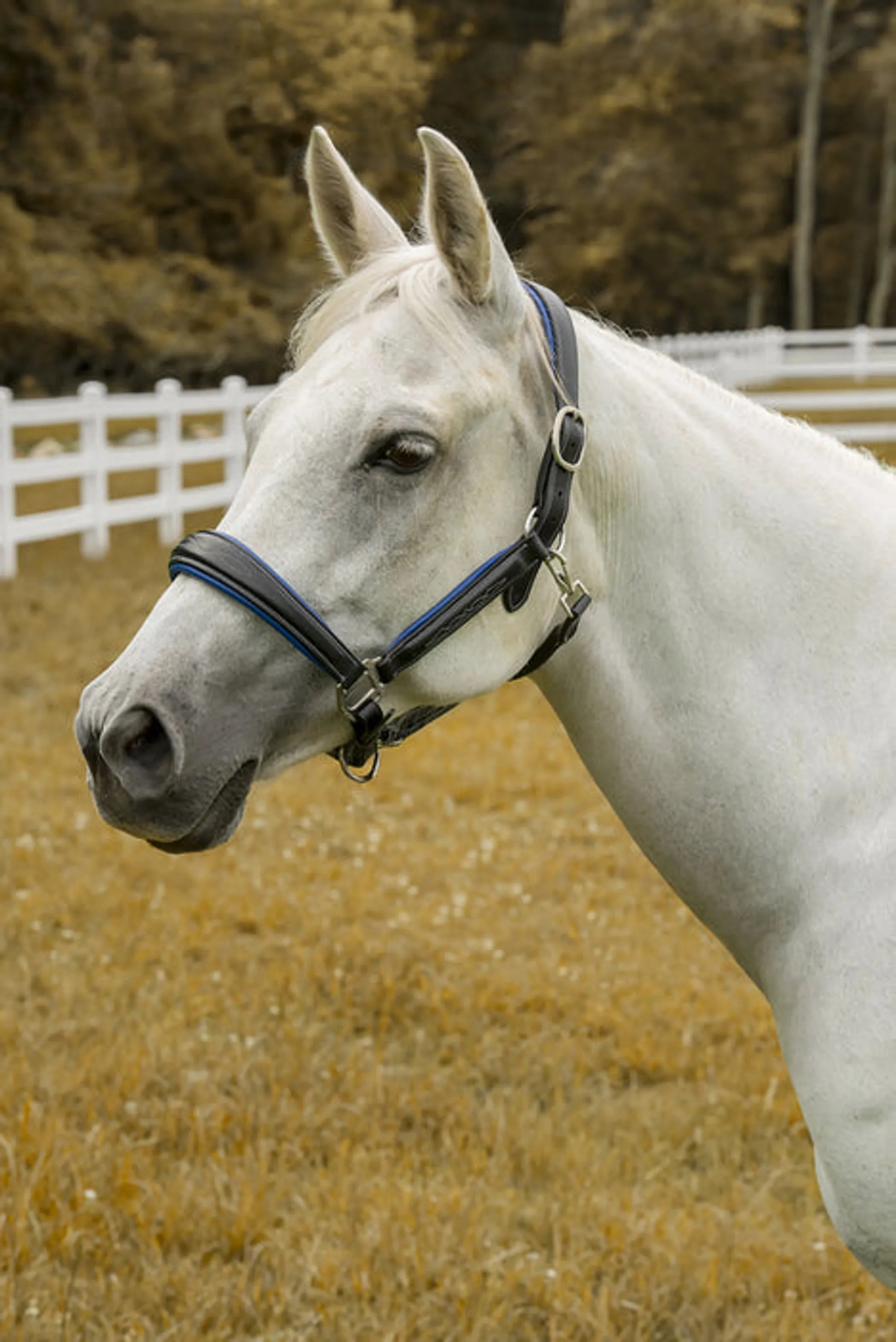 Henri de Rivel Cahill Padded Halter